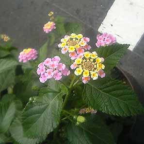 この小さい紫陽花の名前は 園芸初心者の小さな挑戦 楽天ブログ