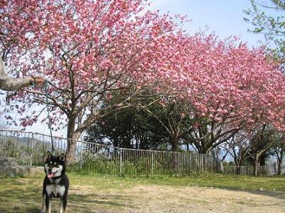 桜とわび