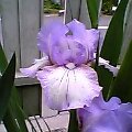 Iris-fuji