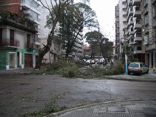 道をふさいで倒れた木