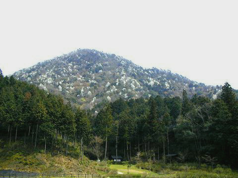 安寿姫塚と建部山に咲く白いにおいこぶし