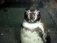 penguin11