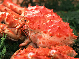 蟹のウンチク 安い蟹の購入法紹介します 楽天ブログ