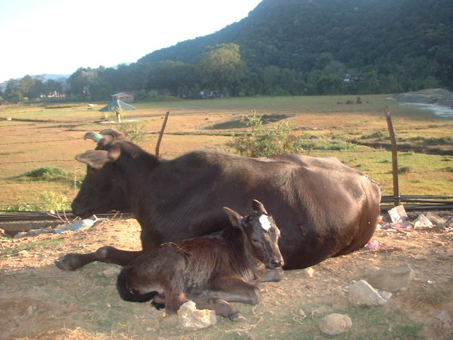 ネパール・ポカラの野良牛さん親子