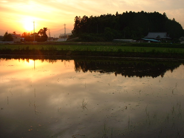 水田に夕日が沈む
