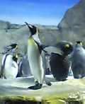 海遊館のペンギンたち
