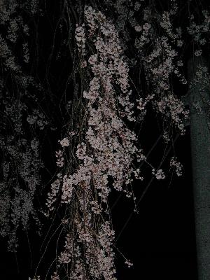 しだれ桜（夜）