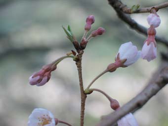 ヒョウタン桜