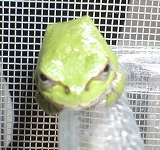 froggy3