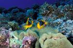 orangefin-anemonefish