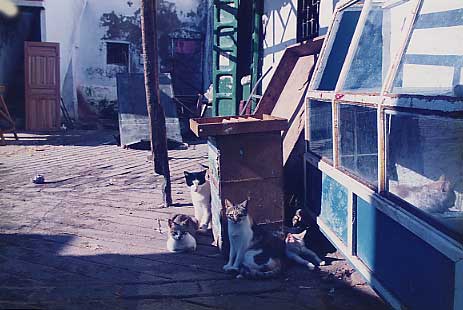 モロッコの猫たち