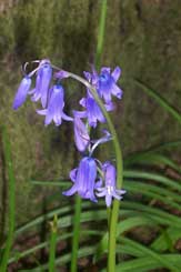 bluebell up