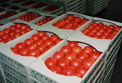 富津産トマト