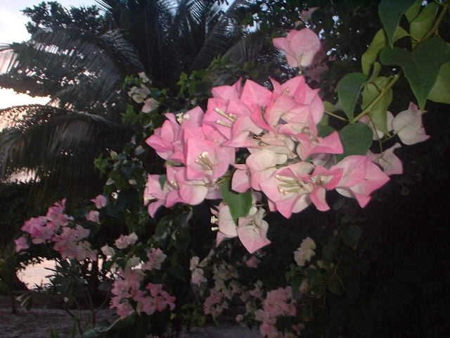 ピピ・パラダイス・リゾートに咲く花