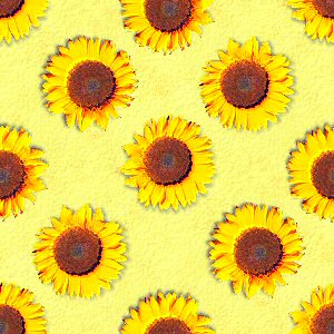 sunflower bg