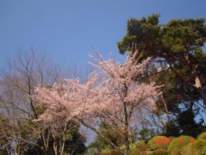 ●満開彼岸桜