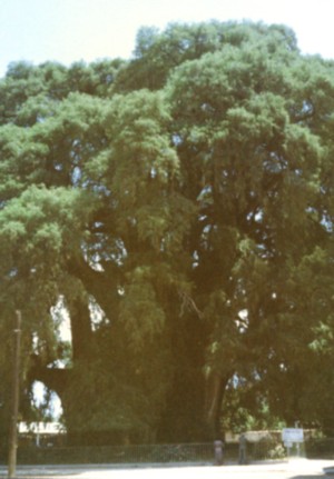 トゥーレの木