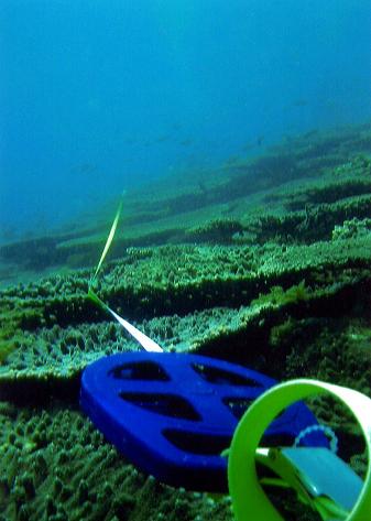 サンゴ調査