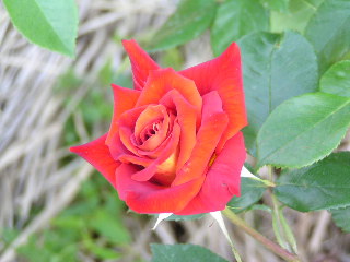 0-rose-s2