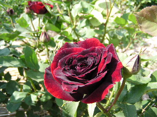 r-rose