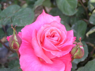 p-rose