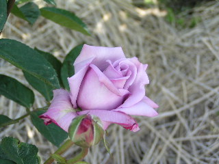 pr-rose