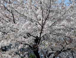 cherry-blossom time