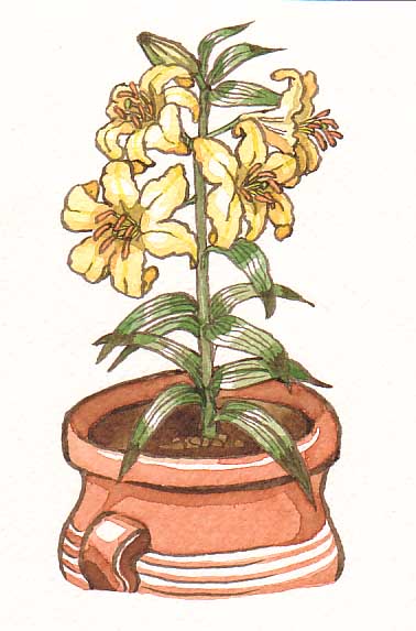 黄色いユリの鉢植えイラスト.