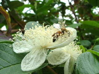 バンシルー（グァバ）の花