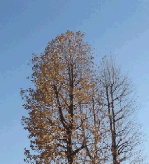 　枯葉の残る樹　