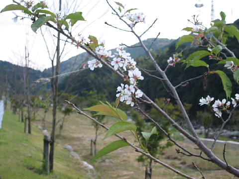 季節外れの桜。