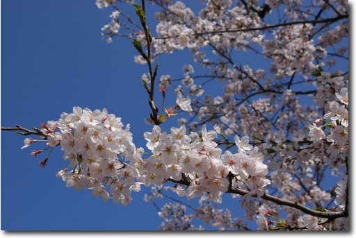 三渓園の桜