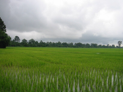 カンボジア水田