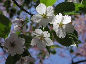 五郎平茶屋付近の「うすみどり色の桜