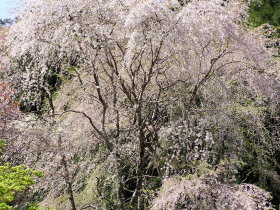 吉野下千本の枝垂れ桜