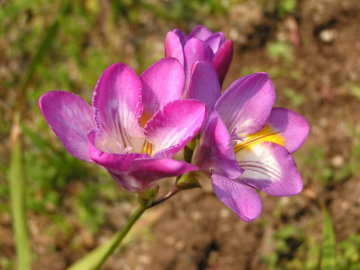 紫のフリージア