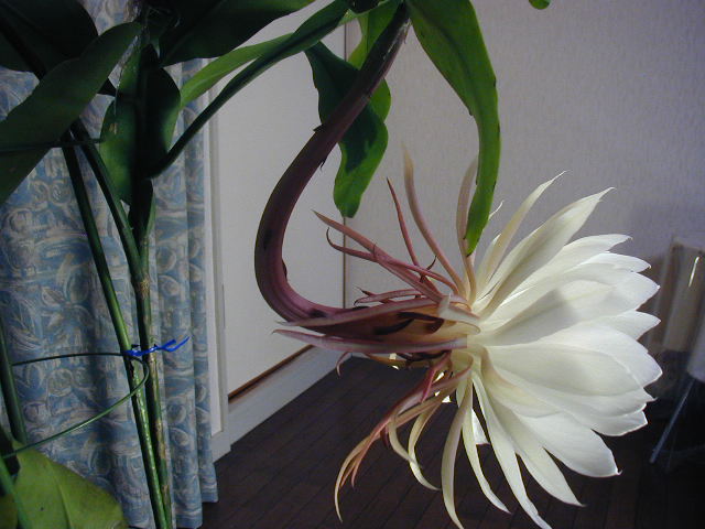 flower43
