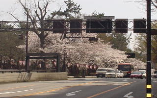 桜200501