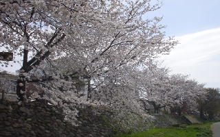 桜200502