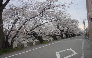 桜200503