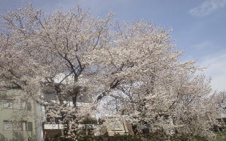 桜200504