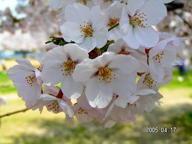 満開の桜１