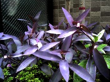 紫の葉っぱ