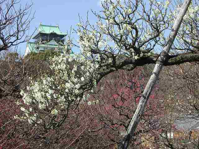 大阪城の梅