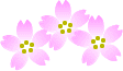 桜の花.