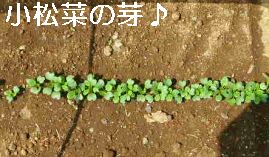 小松菜の芽