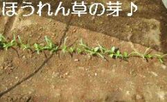 ほうれん草の芽.jpg
