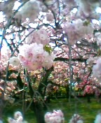 御所の桜05