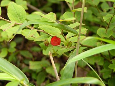 湖西連峰の山野草