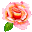 薔薇１